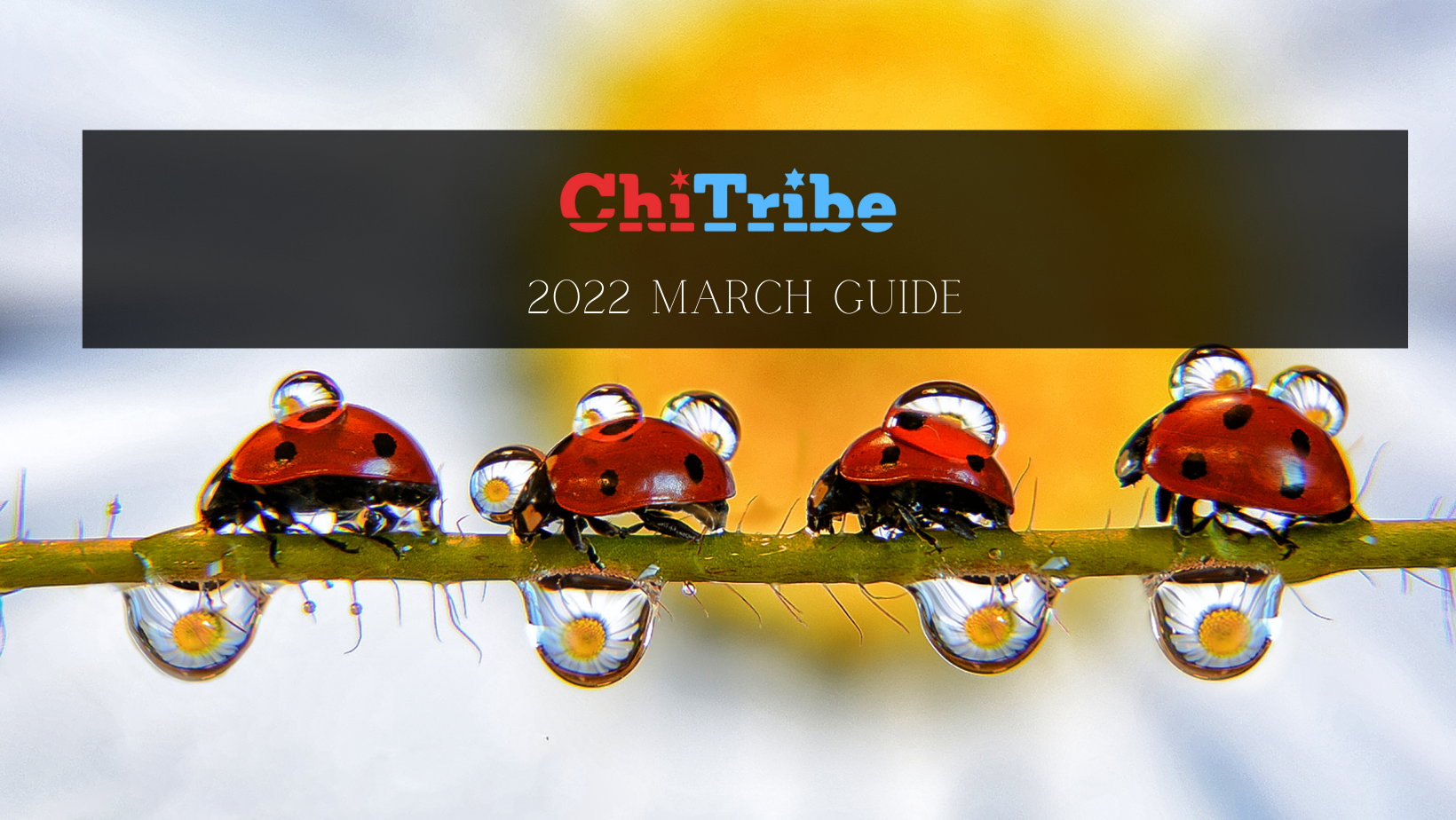 ChiTribe 2022 March guide